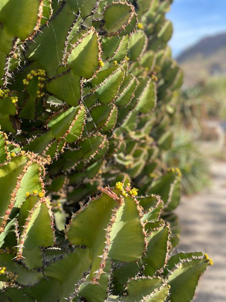 Cactus Nijar Bericht